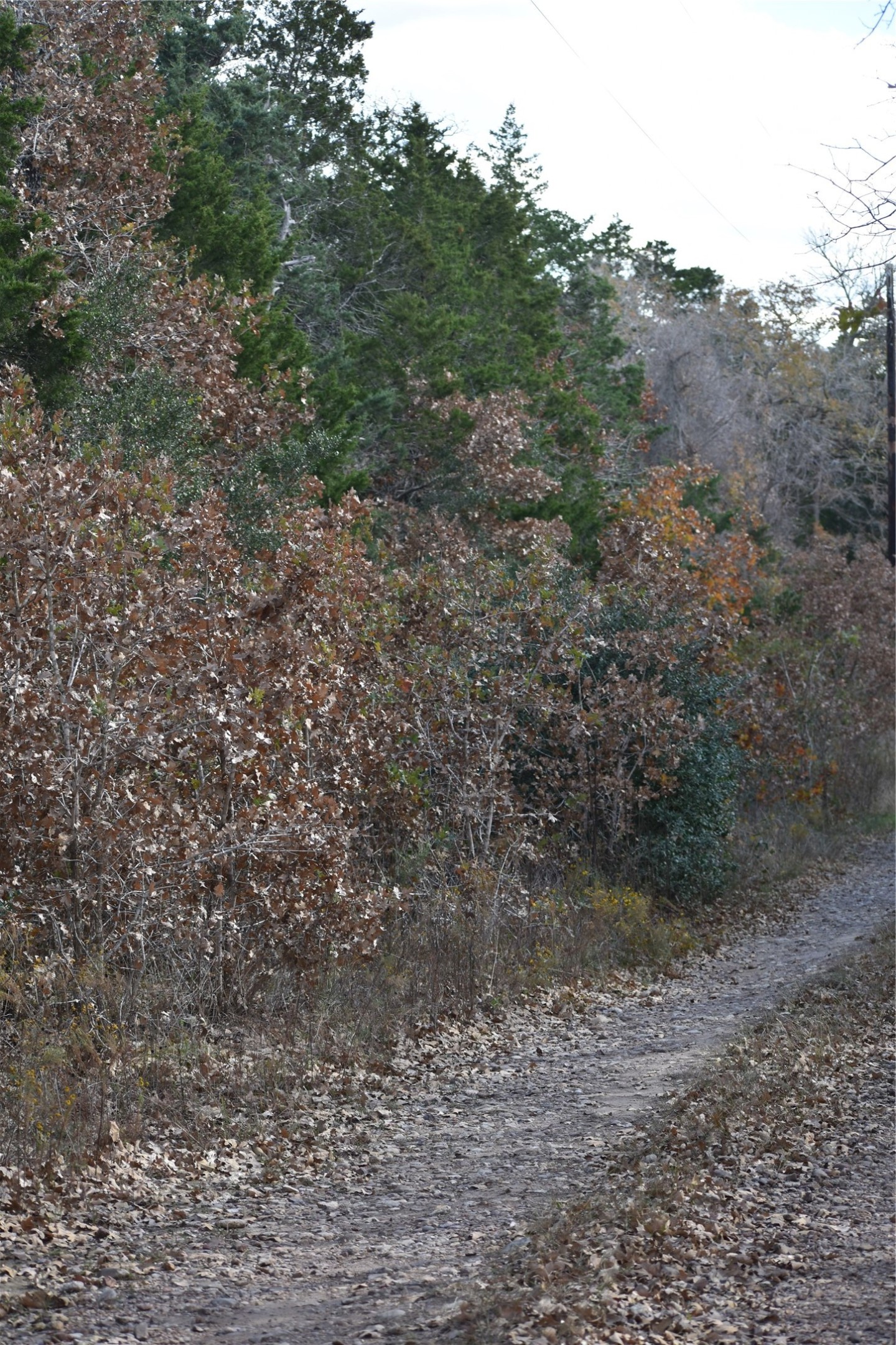 272 Deadwood Road Cedar Creek, TX 78612 - Photo 12 of 34 a view of a forest with trees in the background