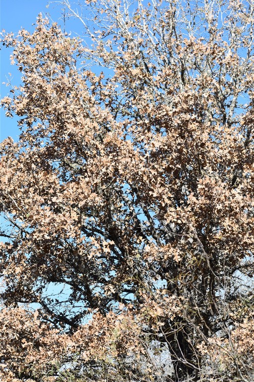 272 Deadwood Road Cedar Creek, TX 78612 - Photo 13 of 34