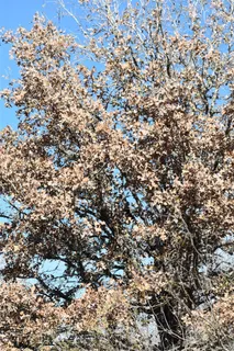 $650,000 | 272 Deadwood Road, Cedar Creek, TX 78612