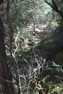 $650,000 | 272 Deadwood Road, Cedar Creek, TX 78612