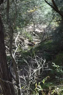 $700,000 | 272 Deadwood Road, Cedar Creek, TX 78612