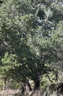 $700,000 | 272 Deadwood Road, Cedar Creek, TX 78612