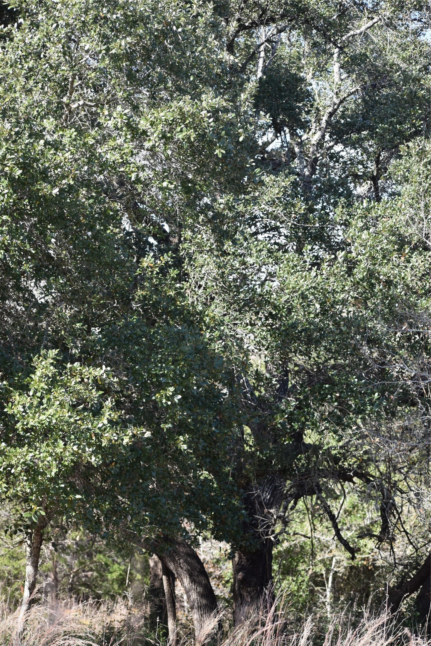 272 Deadwood Road Cedar Creek, TX 78612 - Photo 28 of 34 a view of a tree