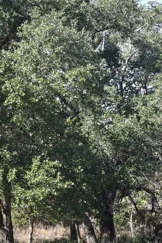 $650,000 | 272 Deadwood Road, Cedar Creek, TX 78612