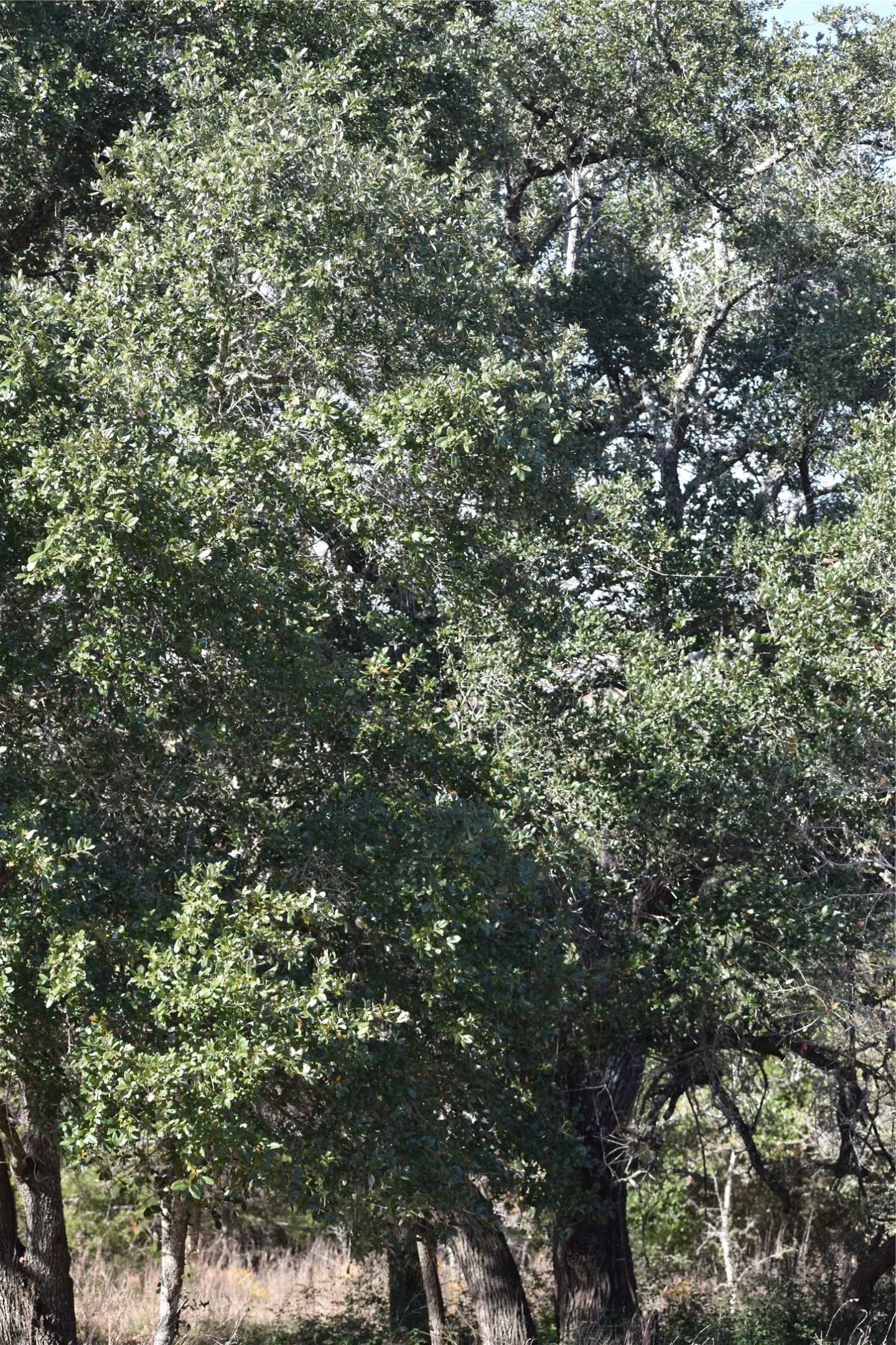 272 Deadwood Road Cedar Creek, TX 78612 - Photo 34 of 34 a view of a tree