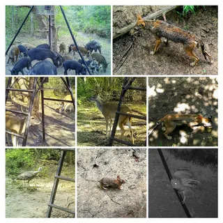 $650,000 | 272 Deadwood Road, Cedar Creek, TX 78612