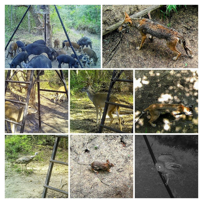 272 Deadwood Road Cedar Creek, TX 78612 - Photo 8 of 34