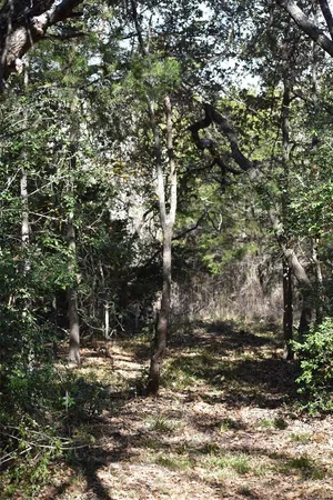 a view of a tree in a yard
