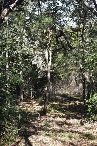 a view of a tree in a yard