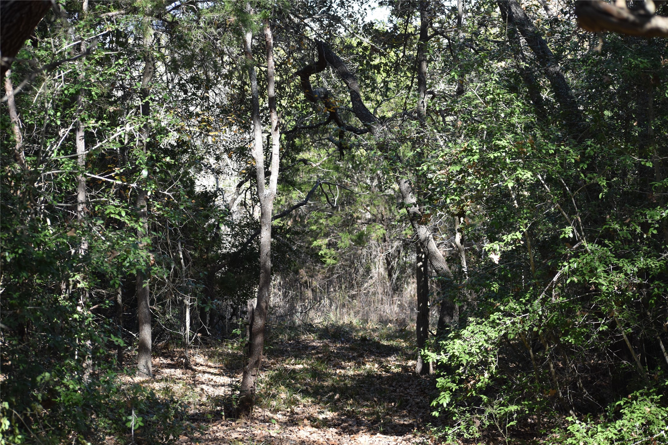 272 Deadwood Road Cedar Creek, TX 78612 - Photo 10 of 34 a view of a tree in a yard
