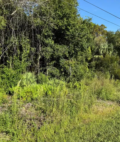 a view of a lush green forest