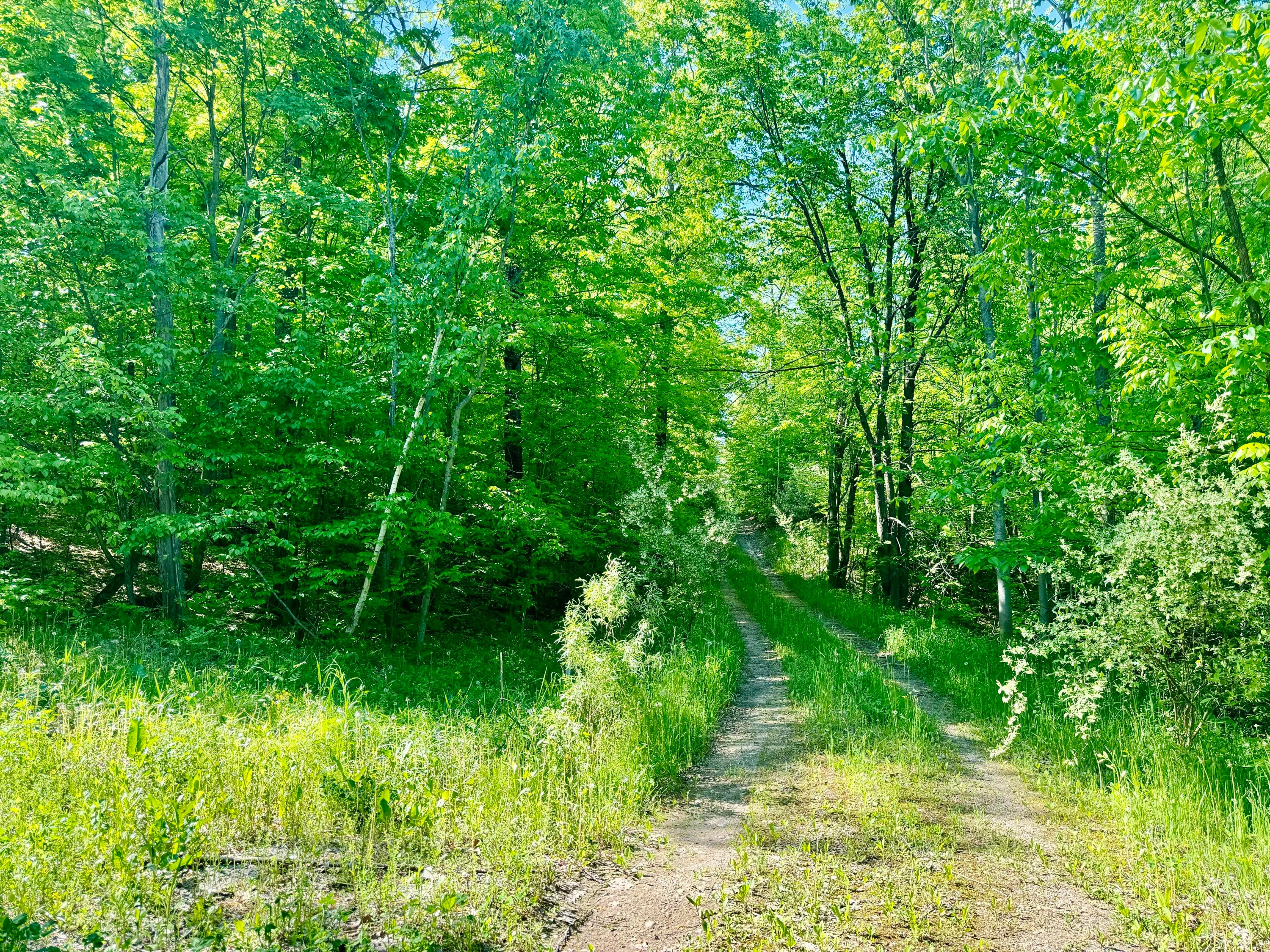 Reeves Road Curran, MI 48728 - Photo 27 of 28 Gallery Image 27