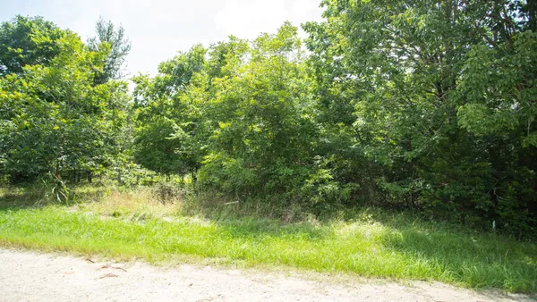 a view of a yard with a tree