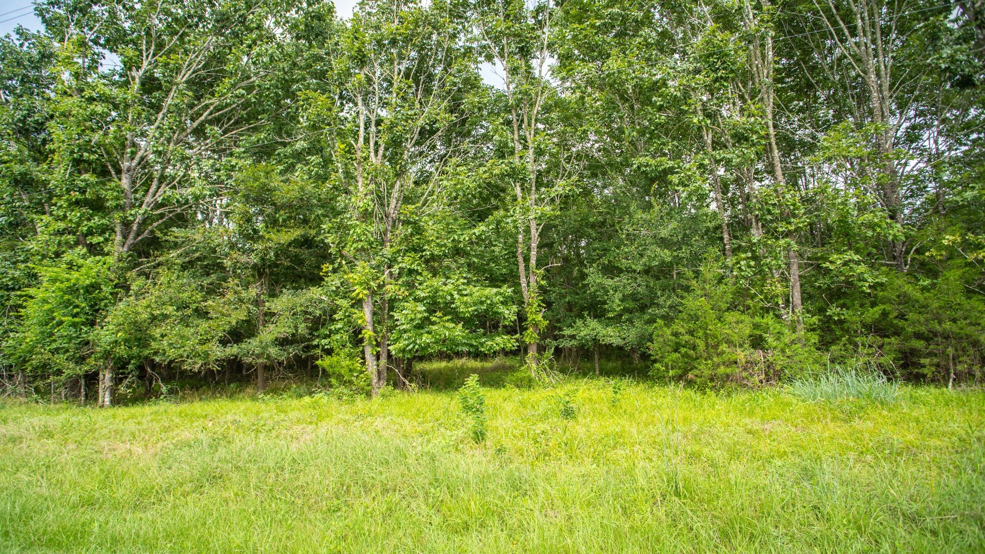 384 Hideaway Drive Trinity, TX 75862 - Photo 4 of 6 a view of outdoor space and yard