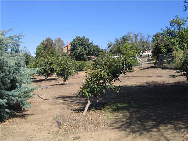 1113 Big Oak Ranch Road Fallbrook, CA 92028 - Photo 11 of 16 This property offers a variety of fruit trees: Plum, Peaches, Tangerines, Lemons, Grapefruits, Kumquats, Blood Oranges, Persimmons, Pomegranates, Avocados, and Figs. Why go to the store to buy fruit?