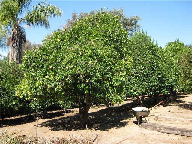 1113 Big Oak Ranch Road Fallbrook, CA 92028 - Photo 12 of 16