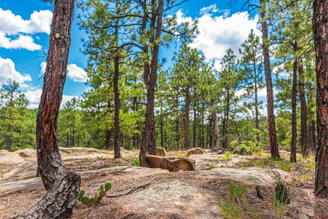 a view of a yard with a tree
