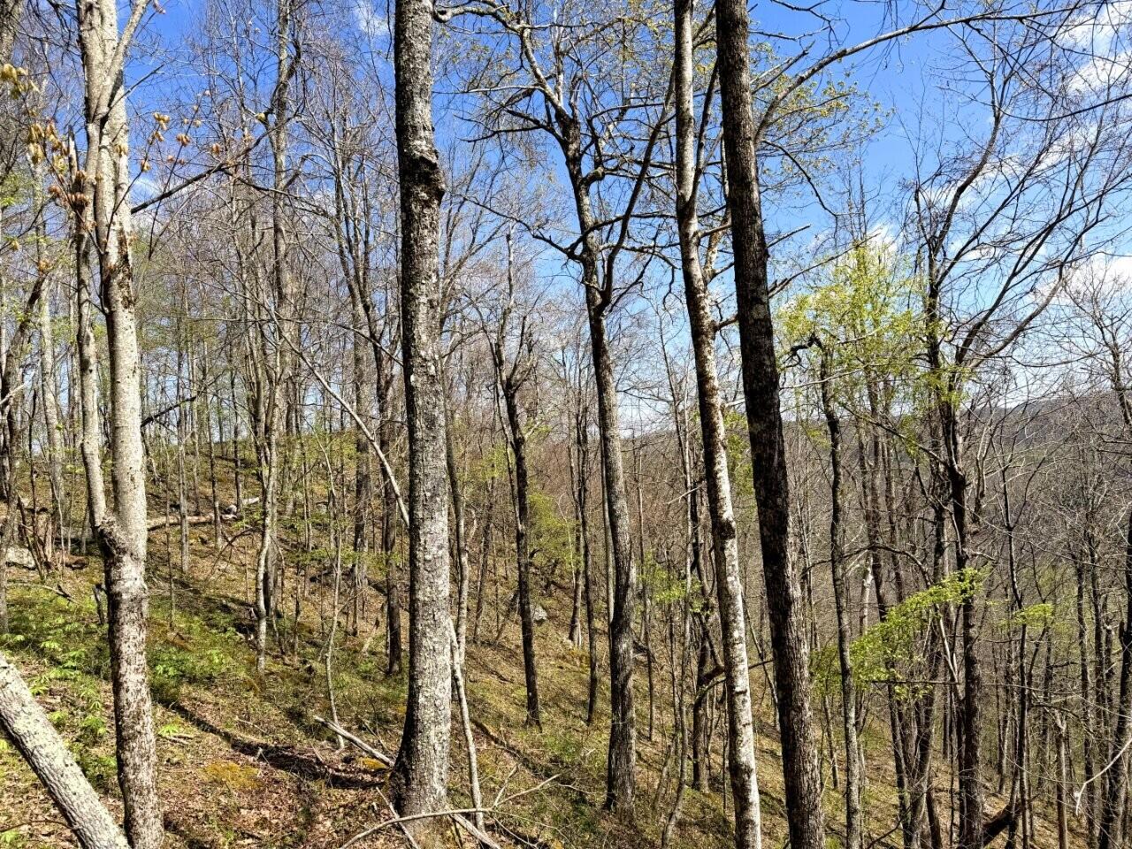 0 Iona Road White Oak, WV 25989 - Photo 72 of 150 Tract-14-IMG_3694