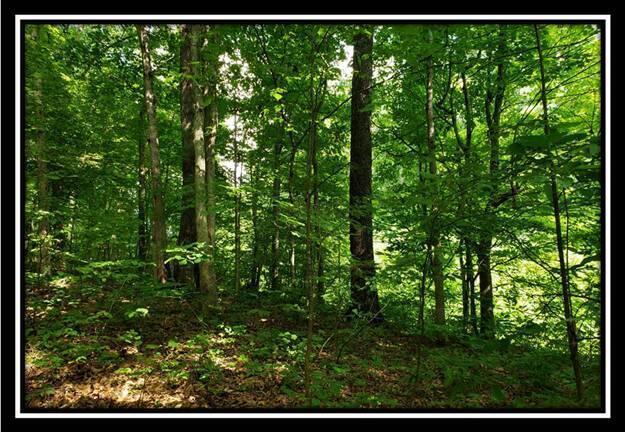 0 Pedigo Ridge Road, Unit TRACT 5) Nelsonville, OH 45764 - Photo 42 of 56 image041