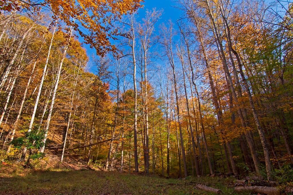 3087 Seminole Road Forest Hill, WV 24935 - Photo 11 of 36 Gallery Image 11