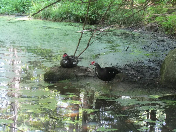 $450,000 | 1285 Witchcat Road, Bakersfield, VT 05450