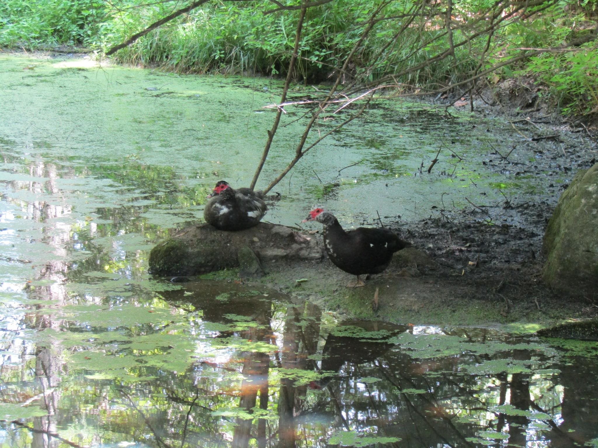 1285 Witchcat Road Enosburg Falls, VT 05450 - Photo 59 of 59