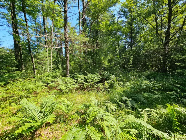 $165,000 | Xxx Potter Road, Warrens, WI 54666