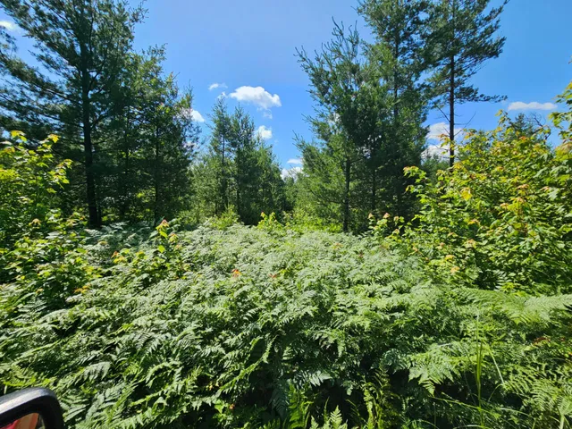 $165,000 | Xxx Potter Road, Warrens, WI 54666