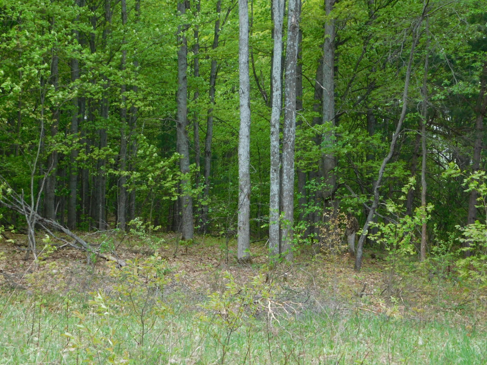 Post Road Frederic, MI 49733 - Photo 16 of 30 Gallery Image 16