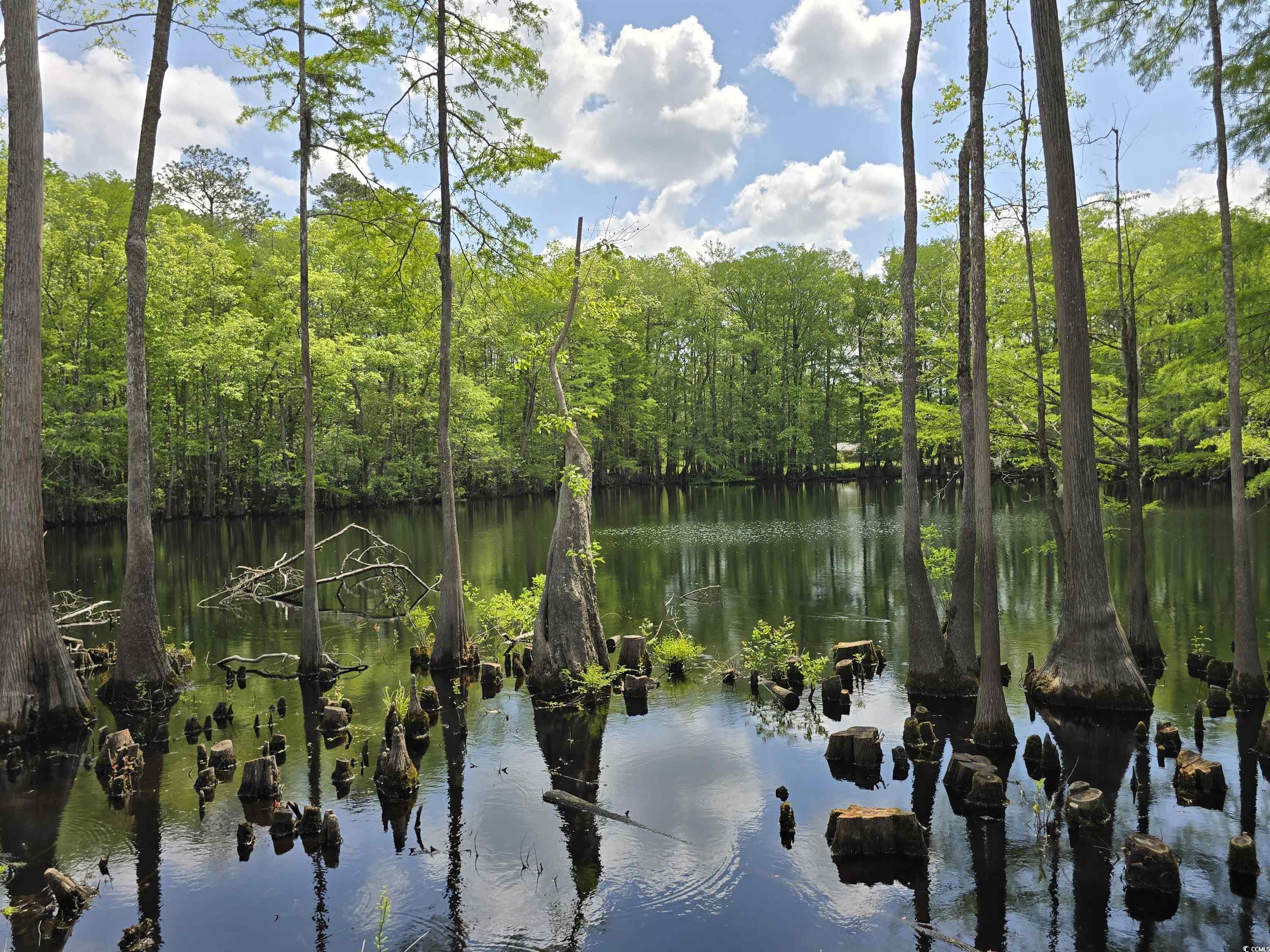 Lot 18 Cypress Knee Court Conway, SC 29526 - Photo 8 of 16 Water view with a heavily wooded area