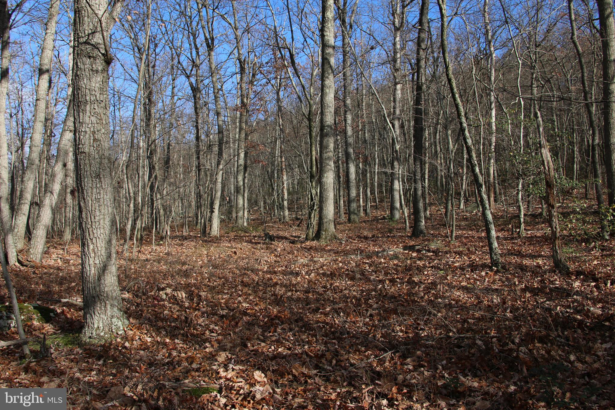 Forest Lane Gore, VA 22637 - Photo 12 of 16