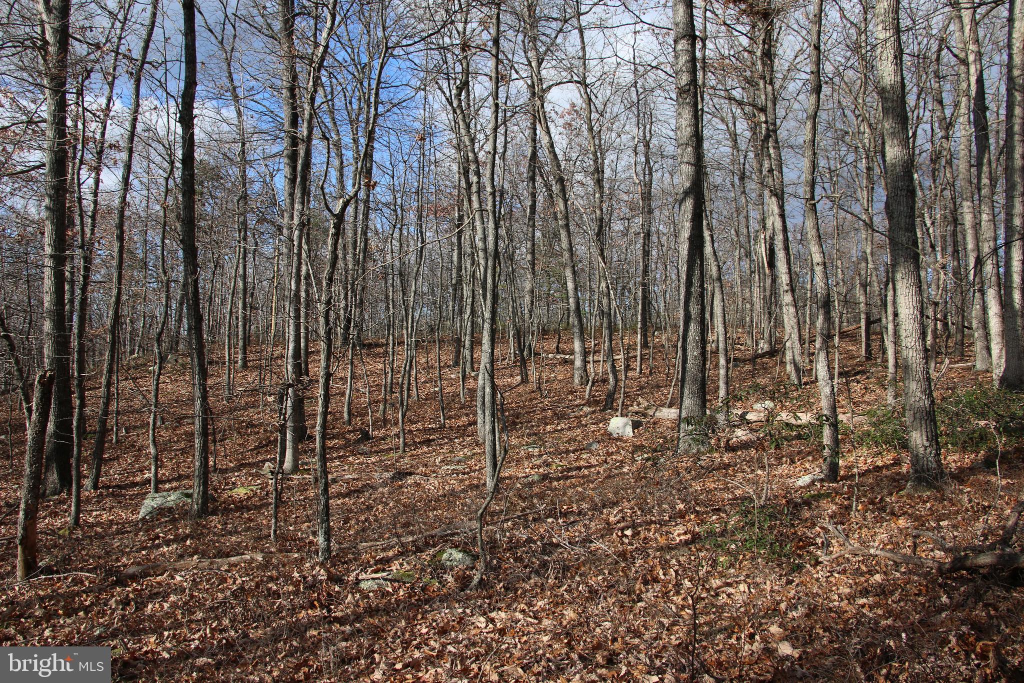 Forest Lane Gore, VA 22637 - Photo 3 of 16