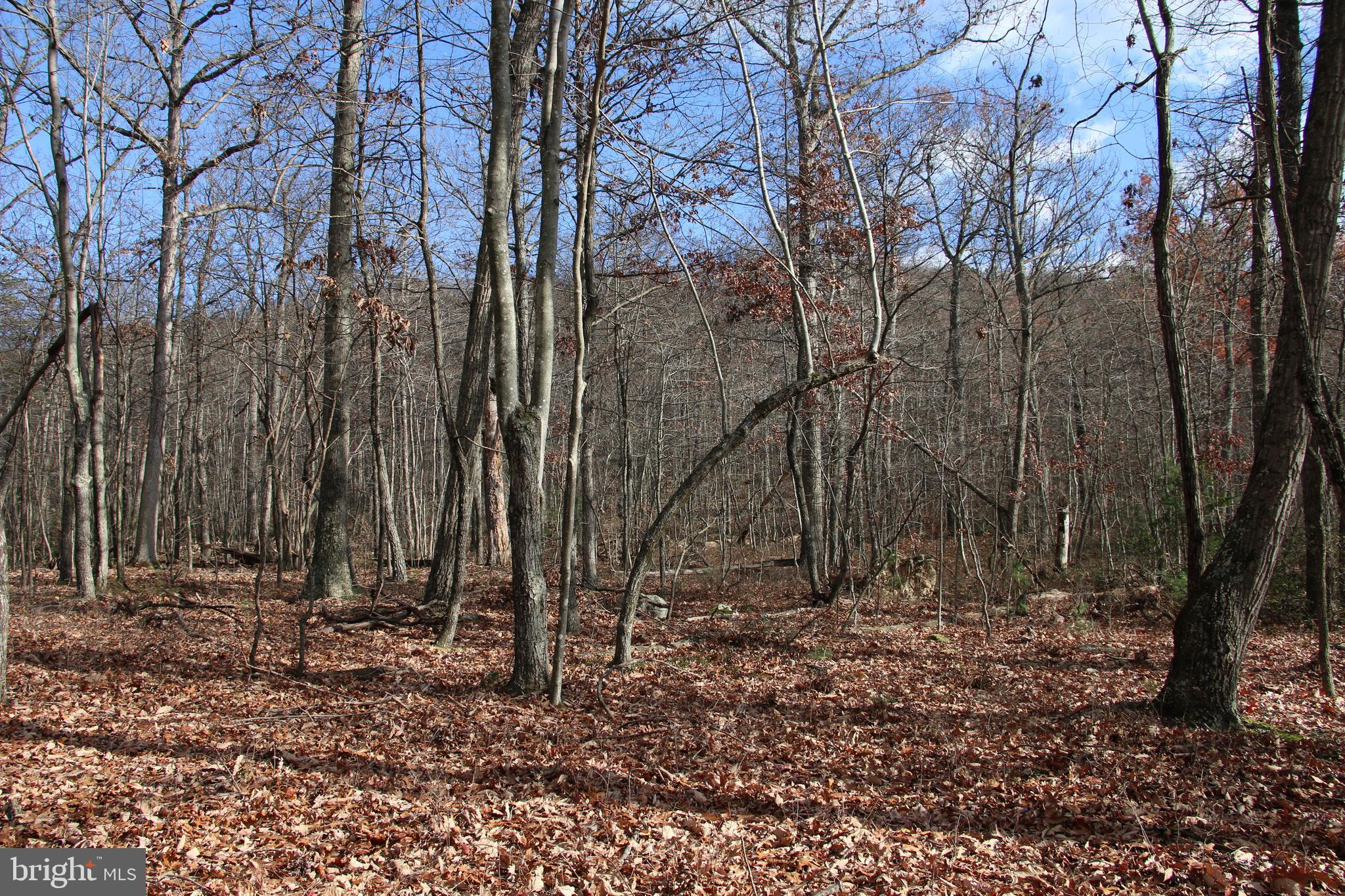 Forest Lane Gore, VA 22637 - Photo 5 of 16