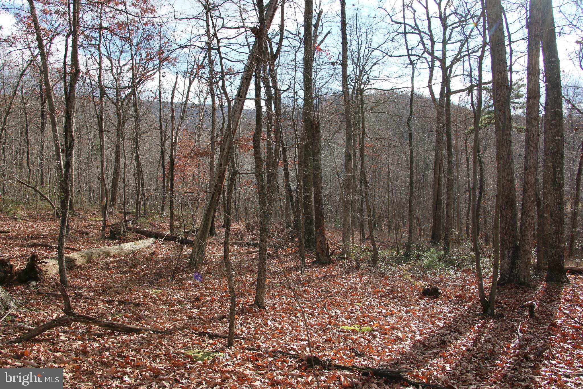 Forest Lane Gore, VA 22637 - Photo 6 of 16