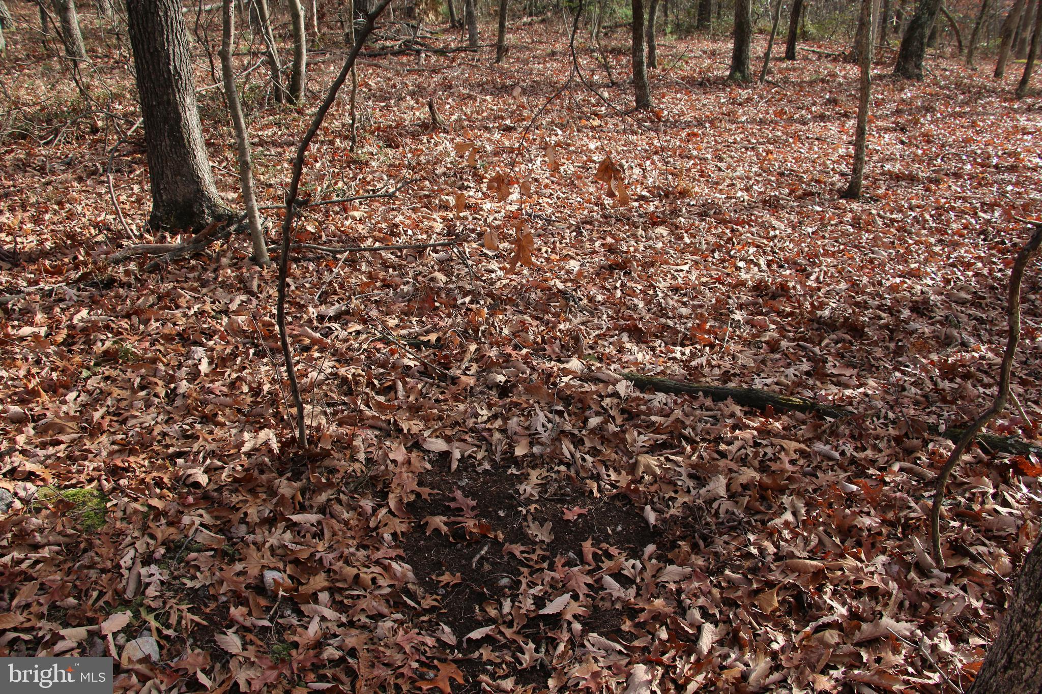 Forest Lane Gore, VA 22637 - Photo 7 of 16