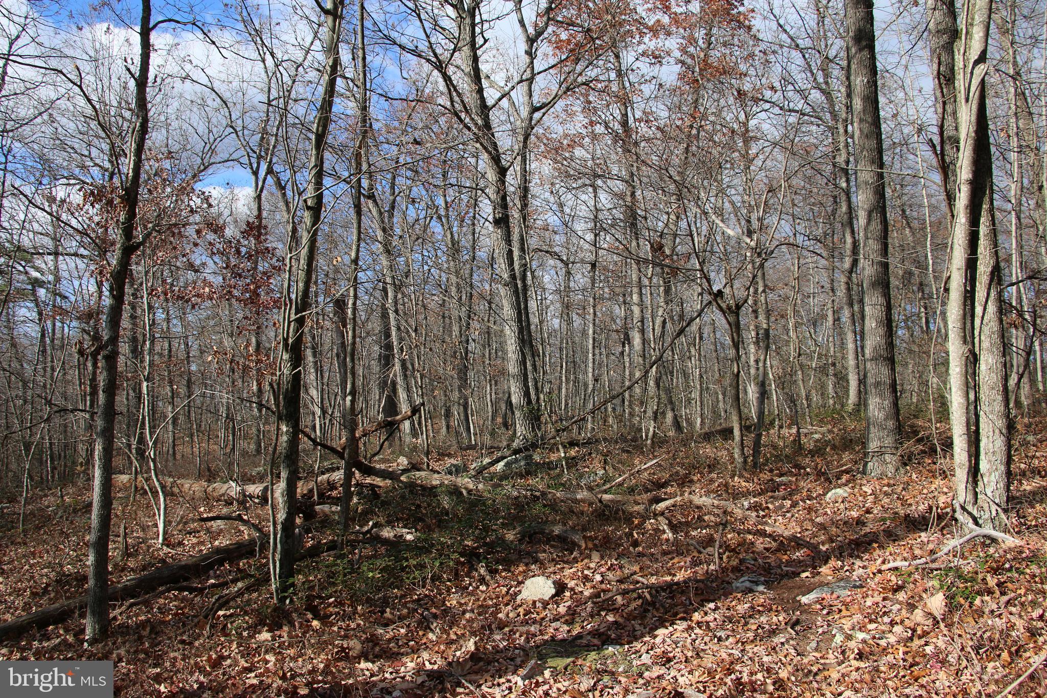 Forest Lane Gore, VA 22637 - Photo 8 of 16