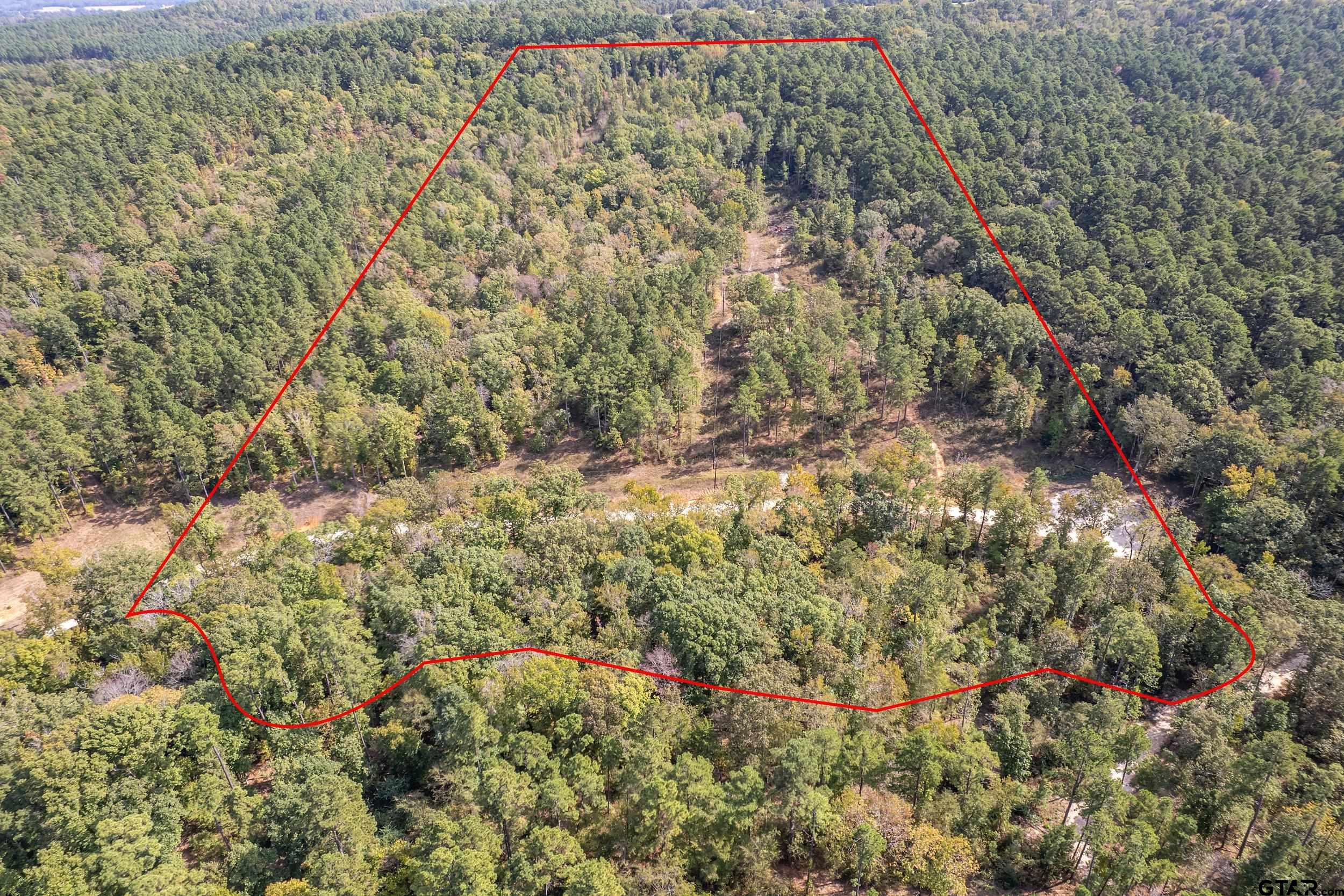 a view of a lush green forest with large trees