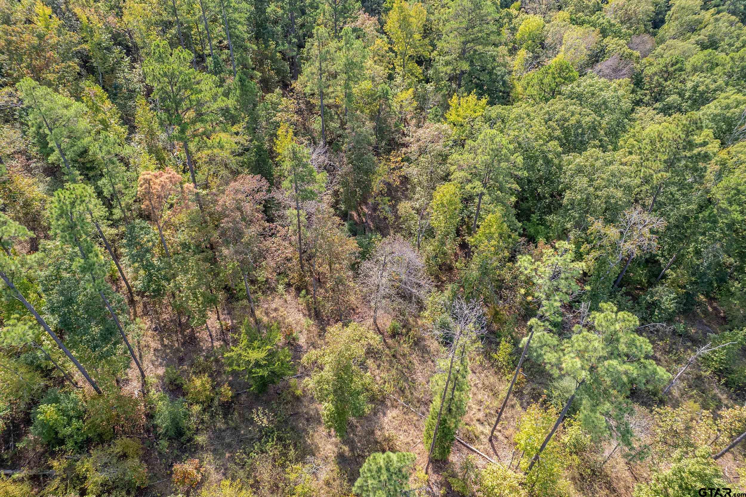 1305 Jackson Drive Rusk, TX 75785 - Photo 11 of 21 a view of a forest with lots of trees