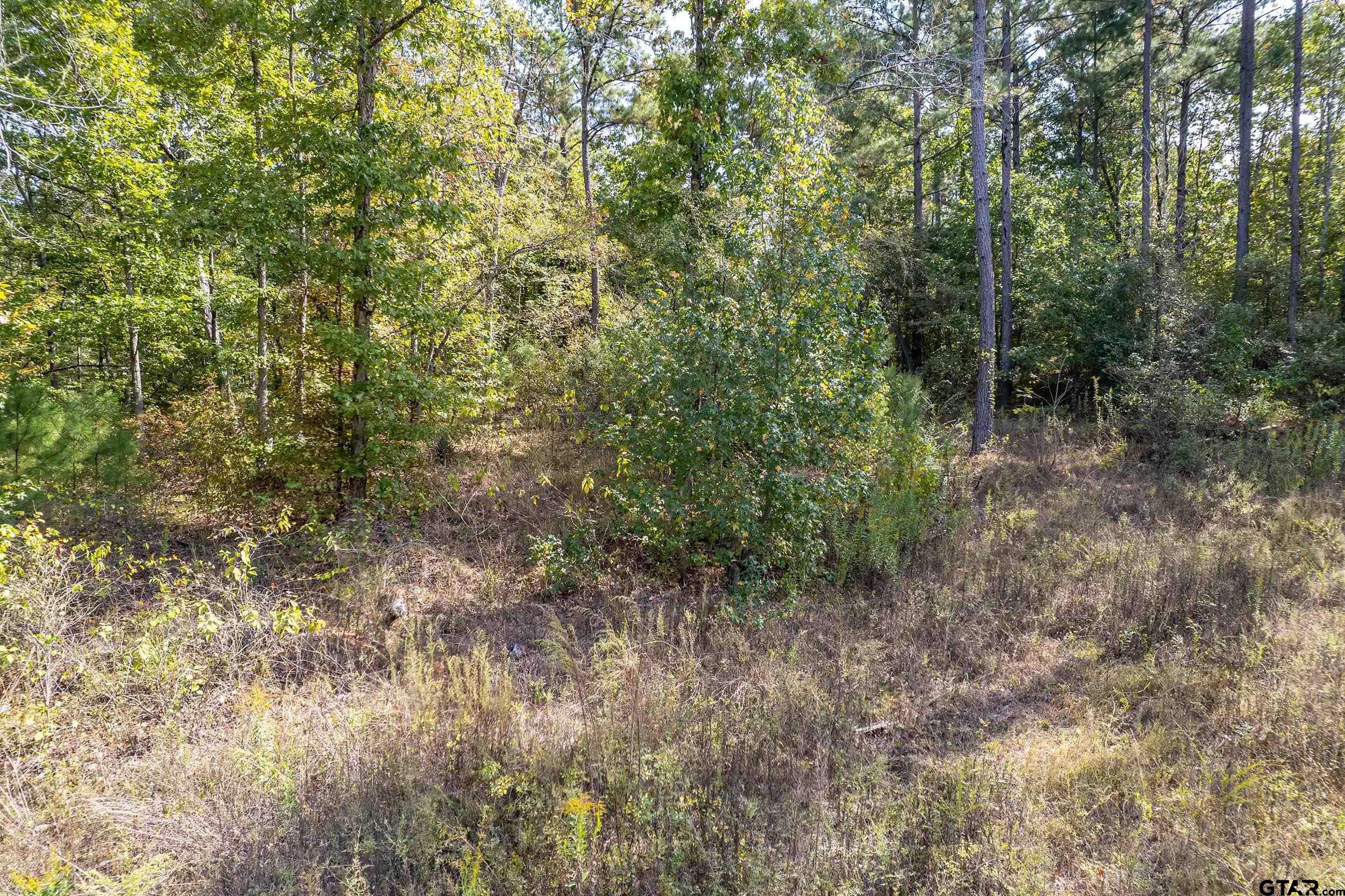 1305 Jackson Drive Rusk, TX 75785 - Photo 17 of 21 a view of a forest with trees in the background