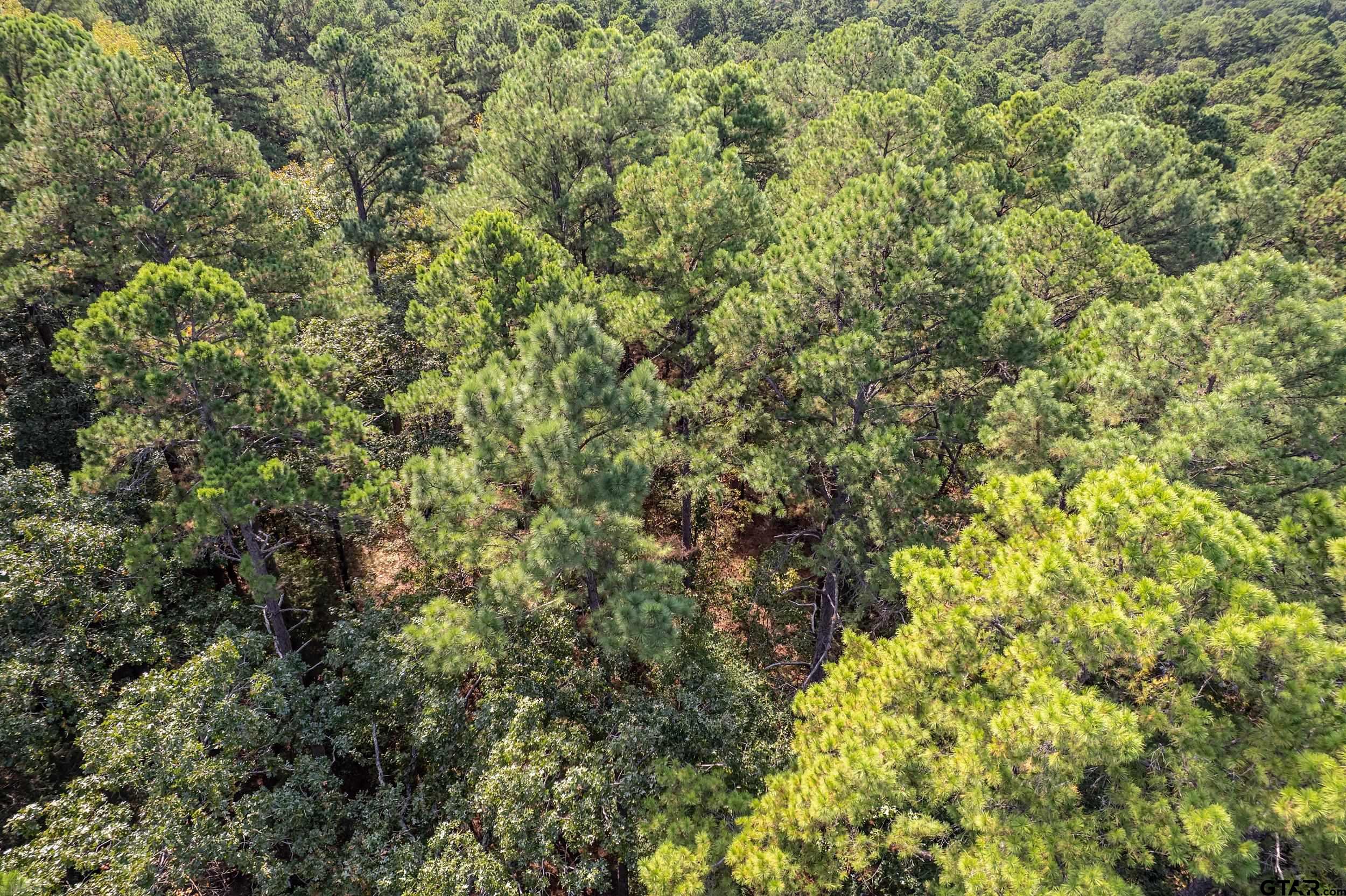 1305 Jackson Drive Rusk, TX 75785 - Photo 18 of 21 a view of a large yard with plants and large trees