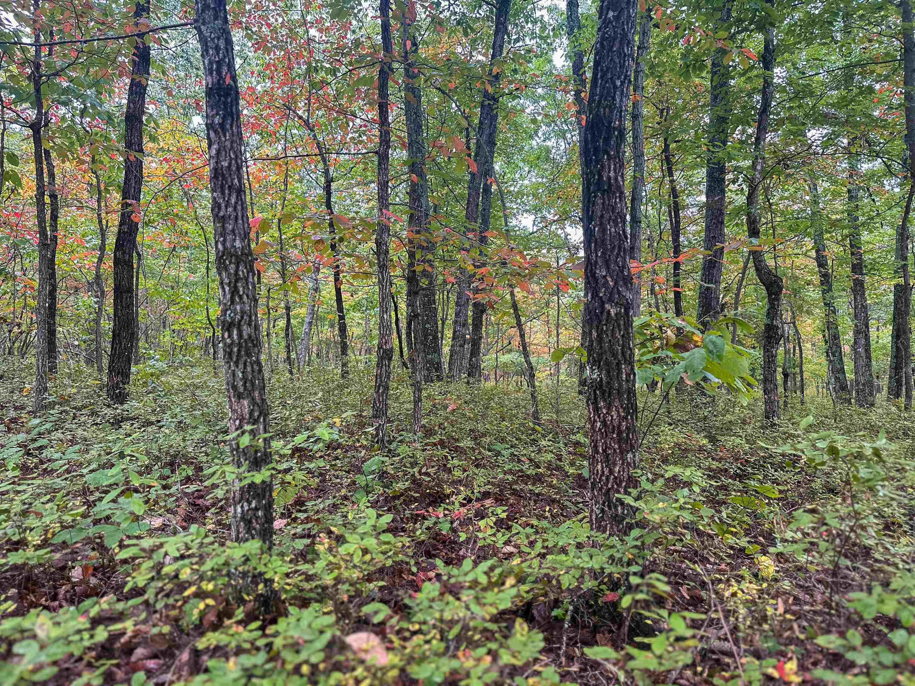 Tbd Horsehead Road Grottoes, VA 24441 - Photo 21 of 33 Gallery Image 21