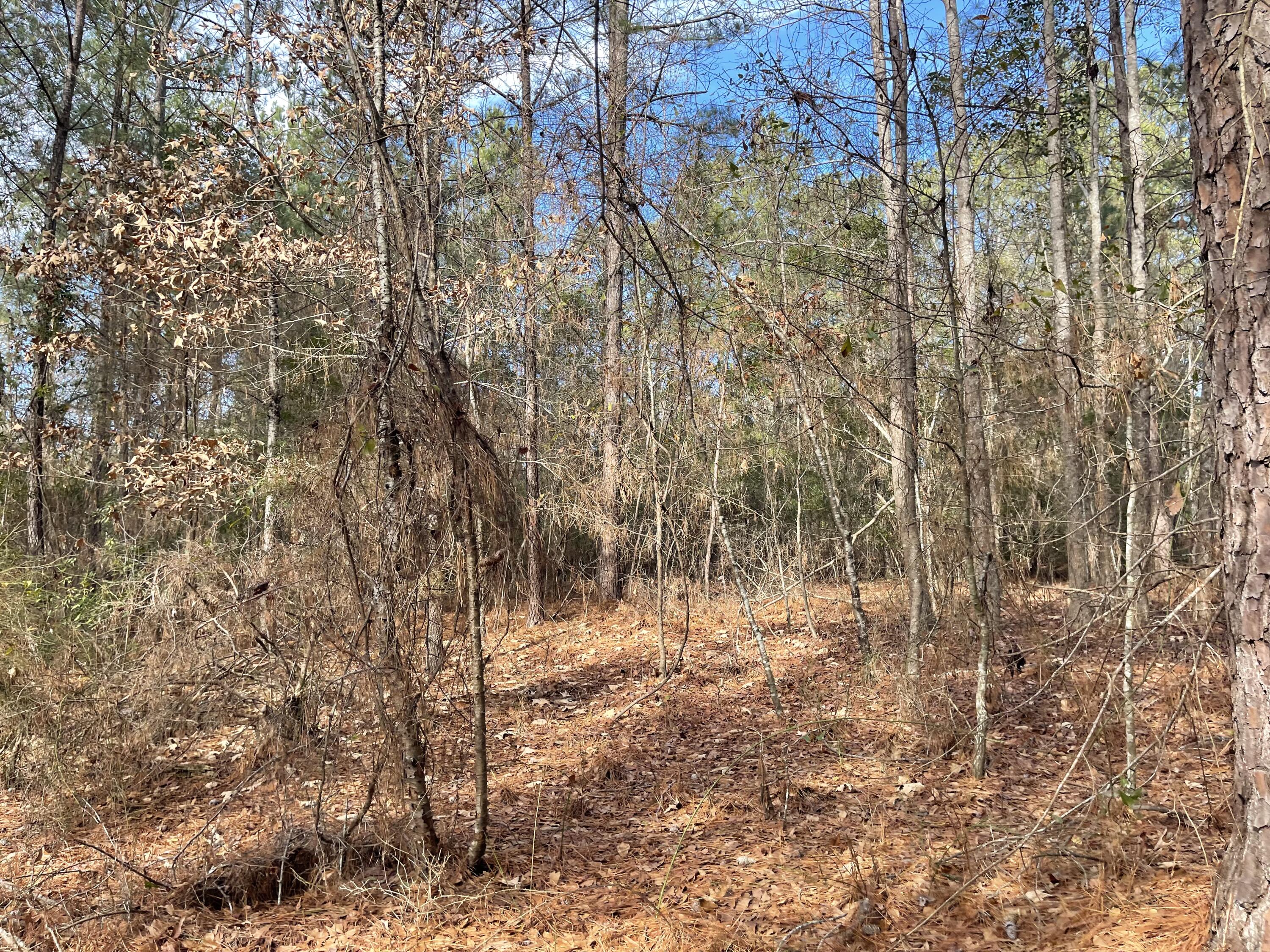 6268 Ridge Road Appling, GA 30802 - Photo 6 of 7 IMG_2293