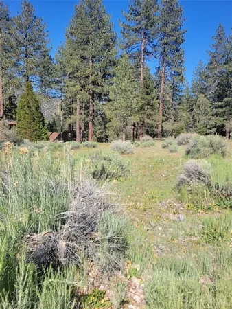 a view of a yard with trees