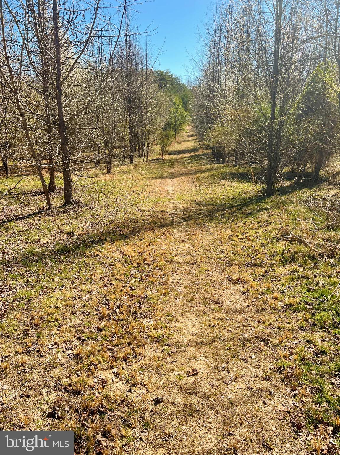 2675 Laurel Branch Drive Waldorf, MD 20603 - Photo 9 of 19 Cleared Photo of land