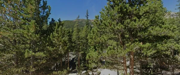 a view of a forest with a tree