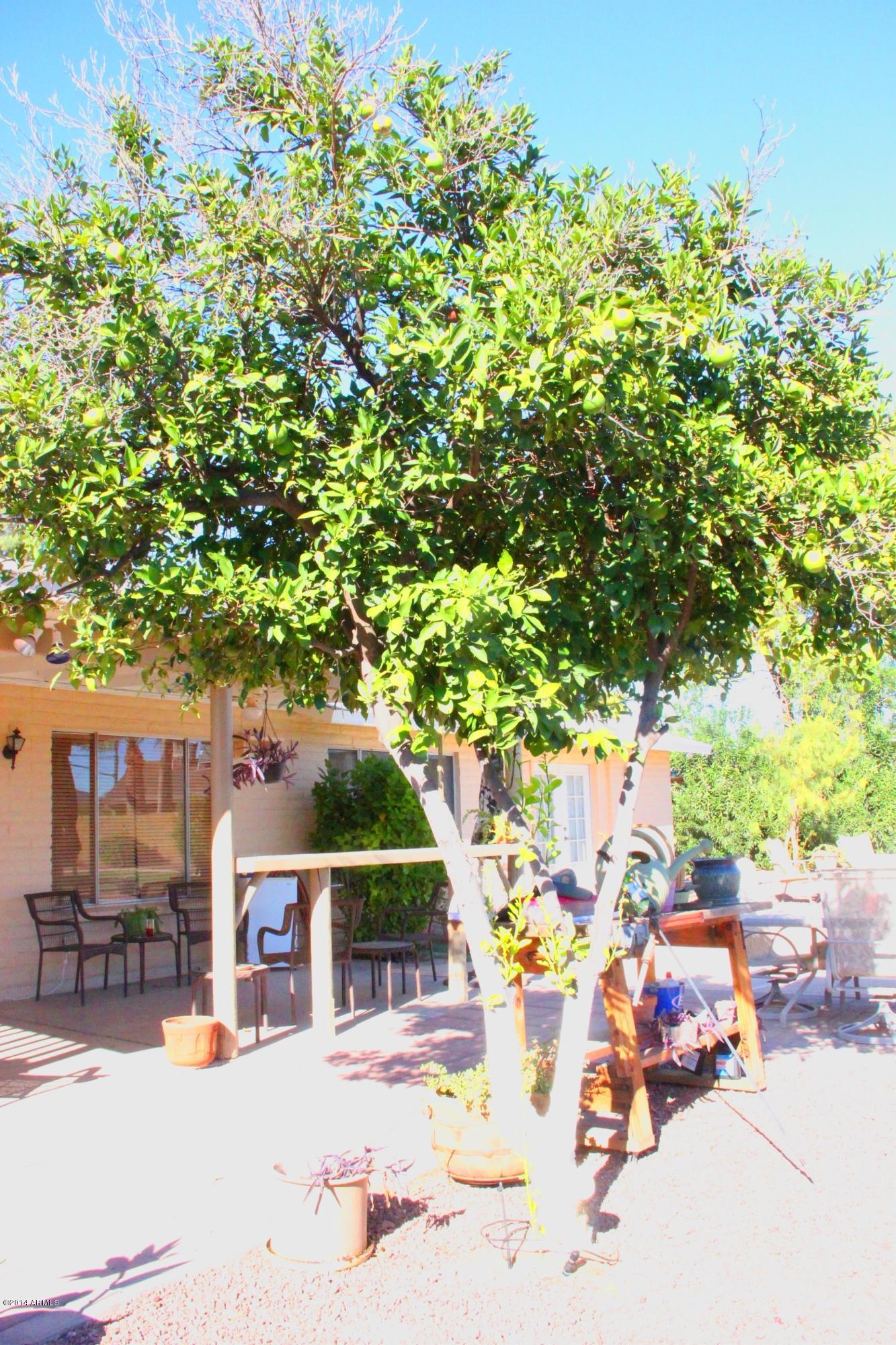 3915 West Calavar Road Phoenix, AZ 85053 - Photo 28 of 29 28-Orange Tree