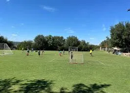 a view of a park with large trees
