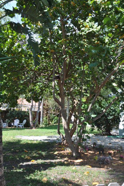 2201 Northwest 3rd Avenue Boca Raton, FL 33431 - Photo 33 of 41 DSC_0411.jpg