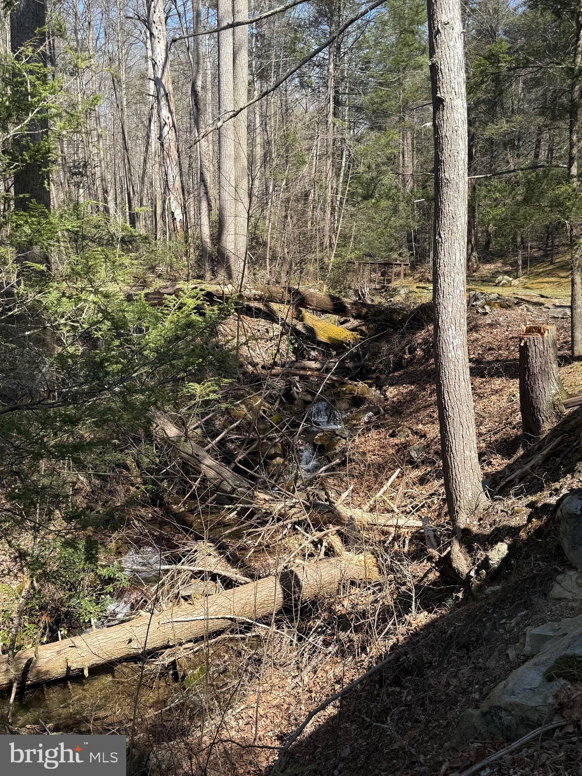 1-c401 Staley Road Waynesboro, PA 17268 - Photo 42 of 45 a view of a forest with a tree