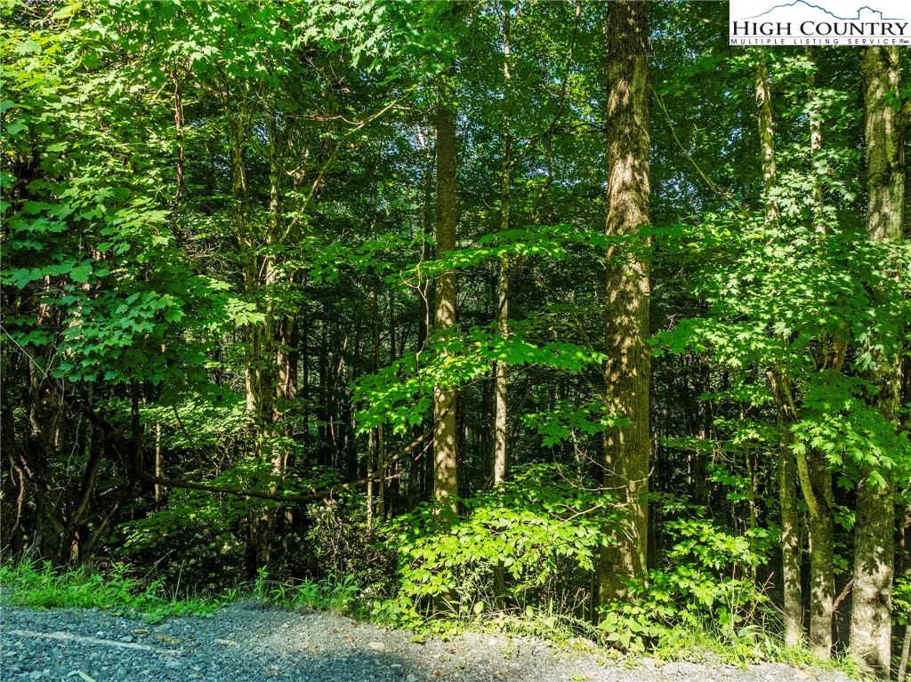 303 Locust Ridge Road Beech Mountain, NC 28604 - Photo 5 of 26 a view of a lush green forest
